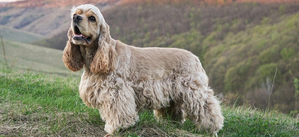 American Cocker Spaniel with long feathered ears