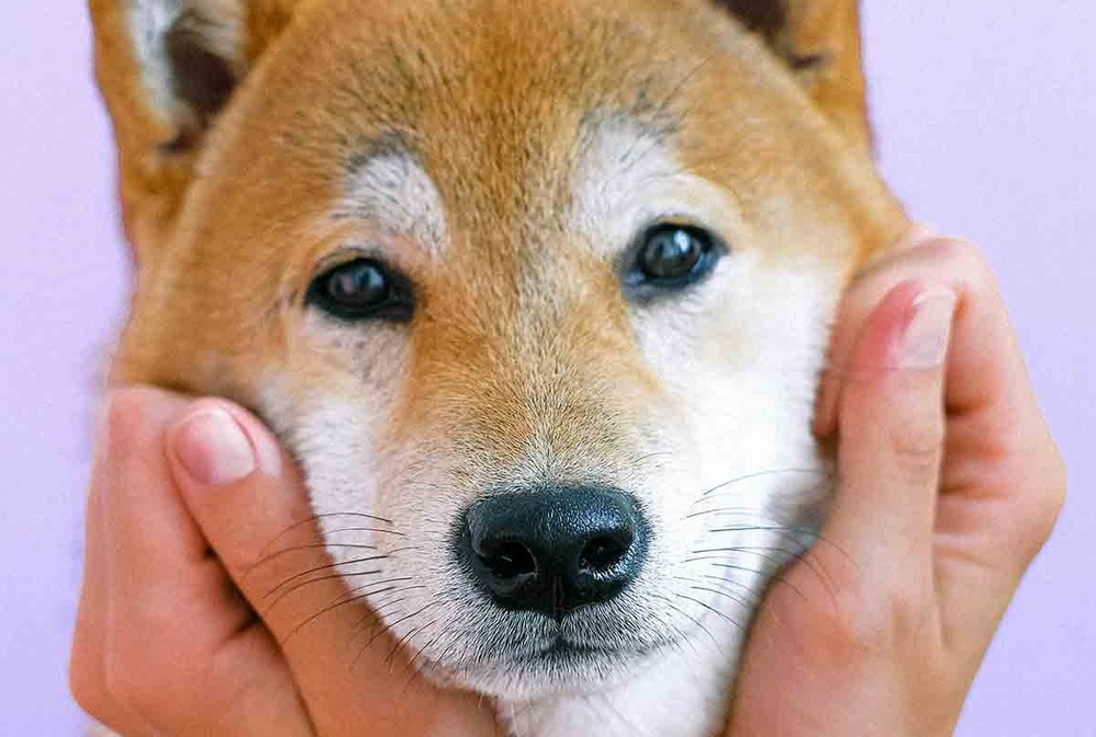 Shiba Inu in warm daylight