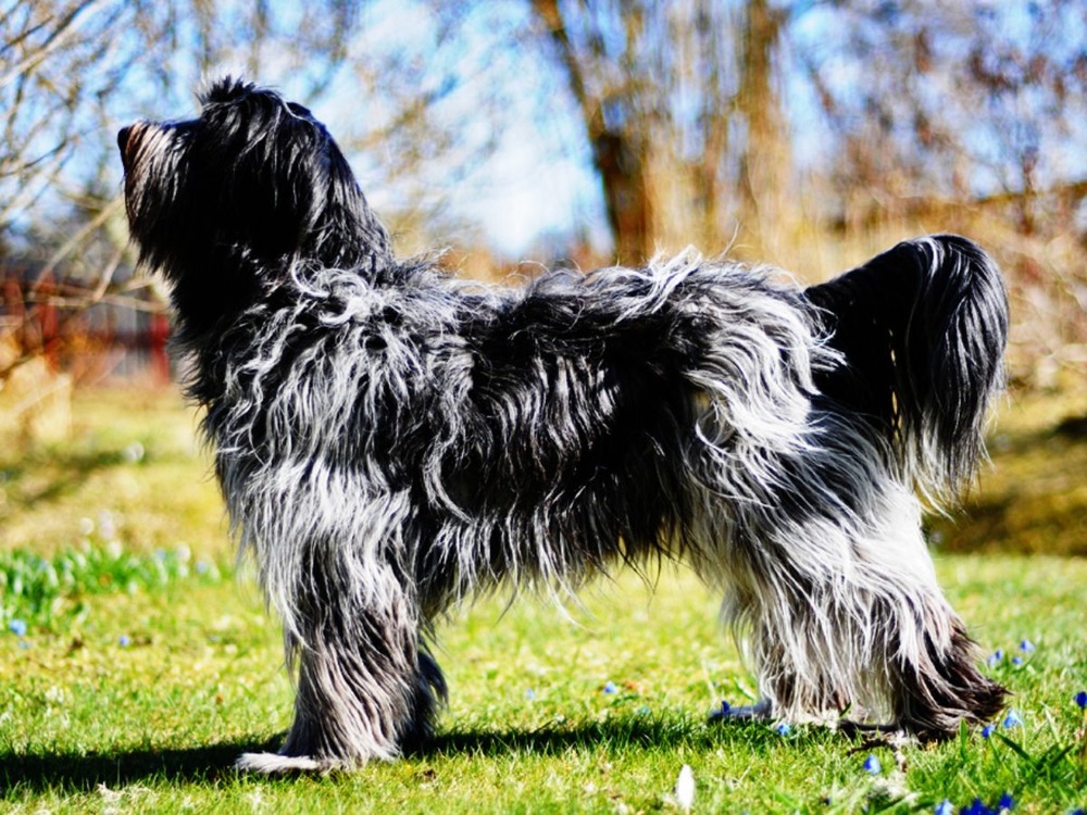 Schapendoes standing outdoors with shaggy coat