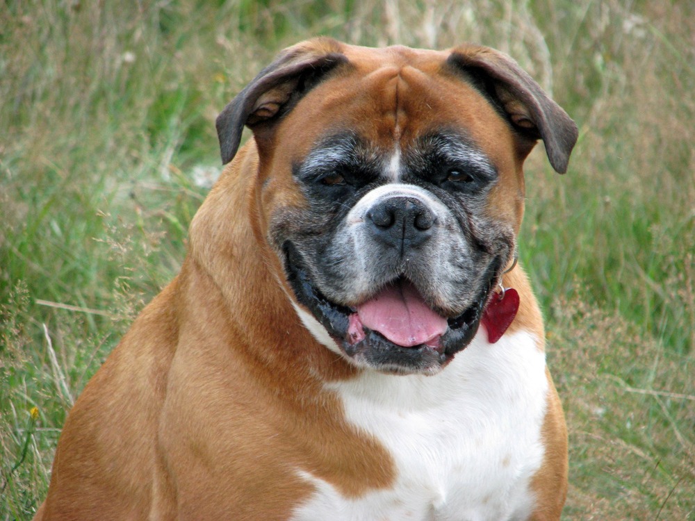Boxer dog lying down and resting indoors