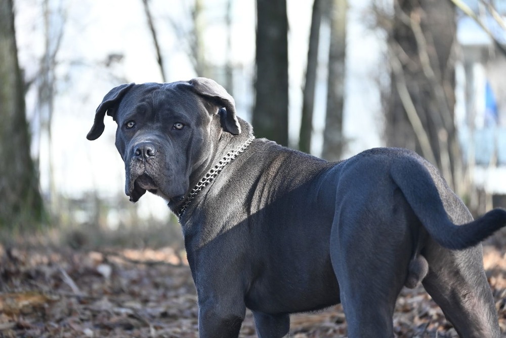 Adult Cane Corso standing outdoors