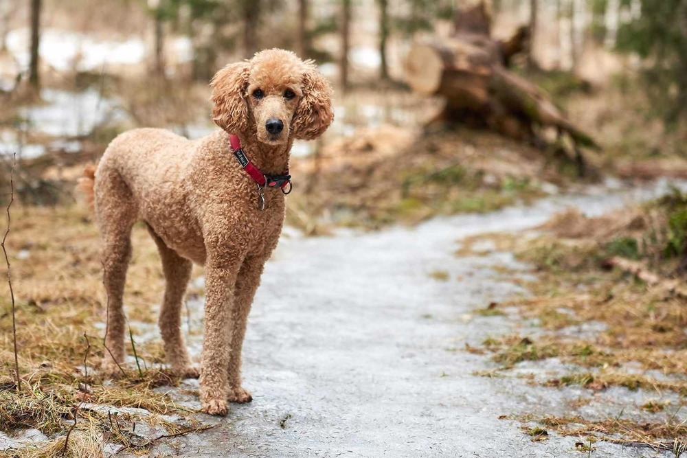 Standard Poodle portrait showing alert expression
