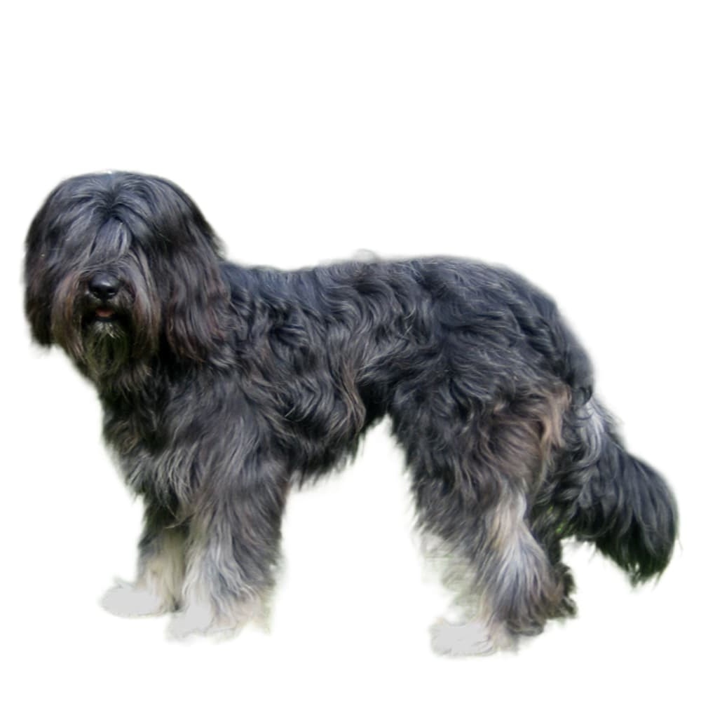 Portuguese Sheepdog face with long hair and beard
