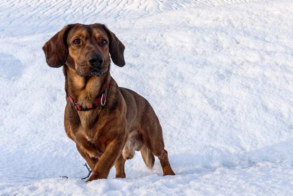 Alpine Dachsbracke looking alert