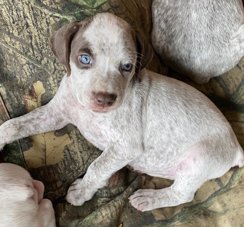 Braque du Bourbonnais standing outdoors