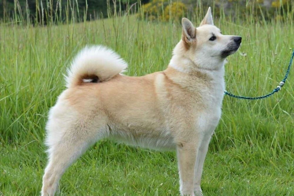 Norwegian Buhund moving at a trot