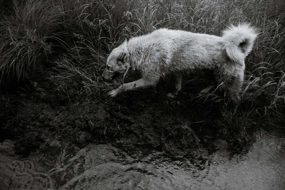 Mixed-breed dog close up