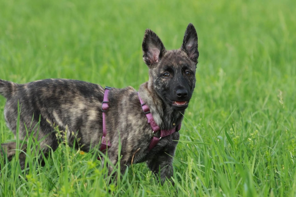 Dutch Shepherd looking attentive