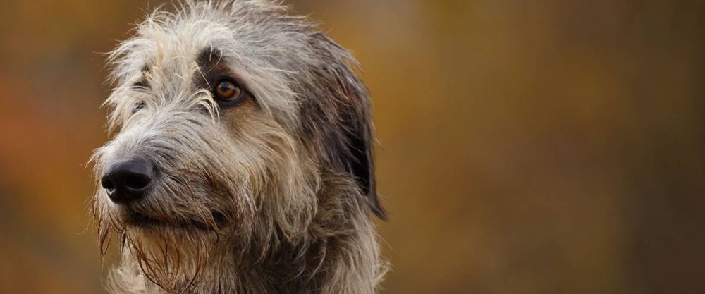 Large breed dog on a lead outdoors