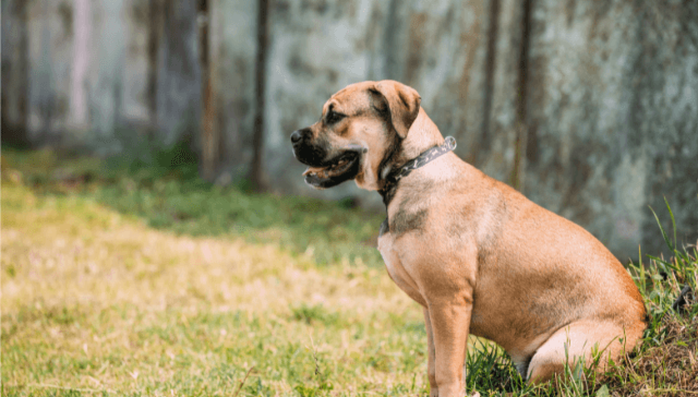 Ca Me Mallorqui resting on the ground