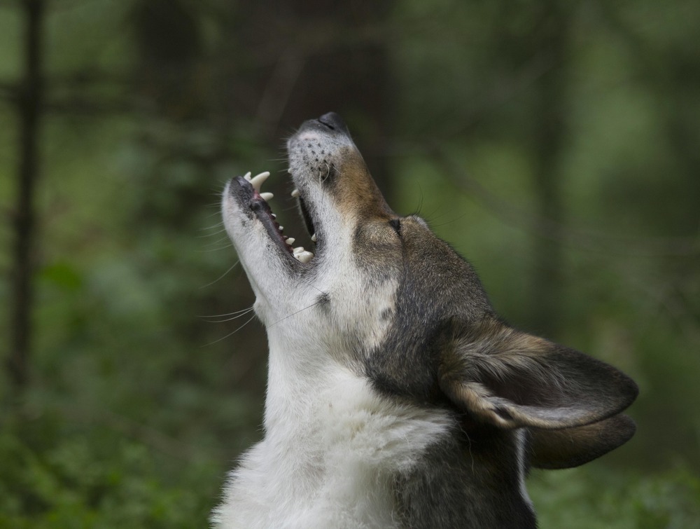 Trigg Hound portrait close up