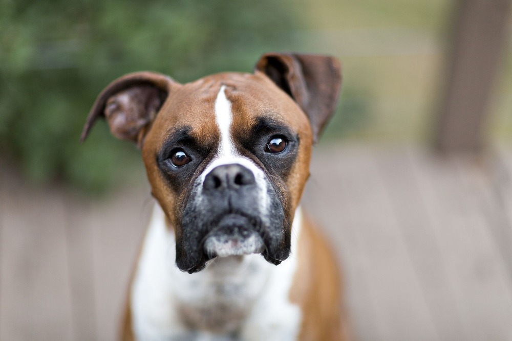 Adult Boxer dog standing alert outdoors