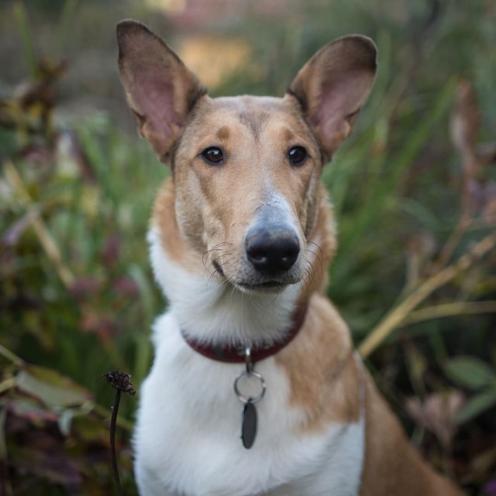Smooth Collie profile showing short coat and head shape