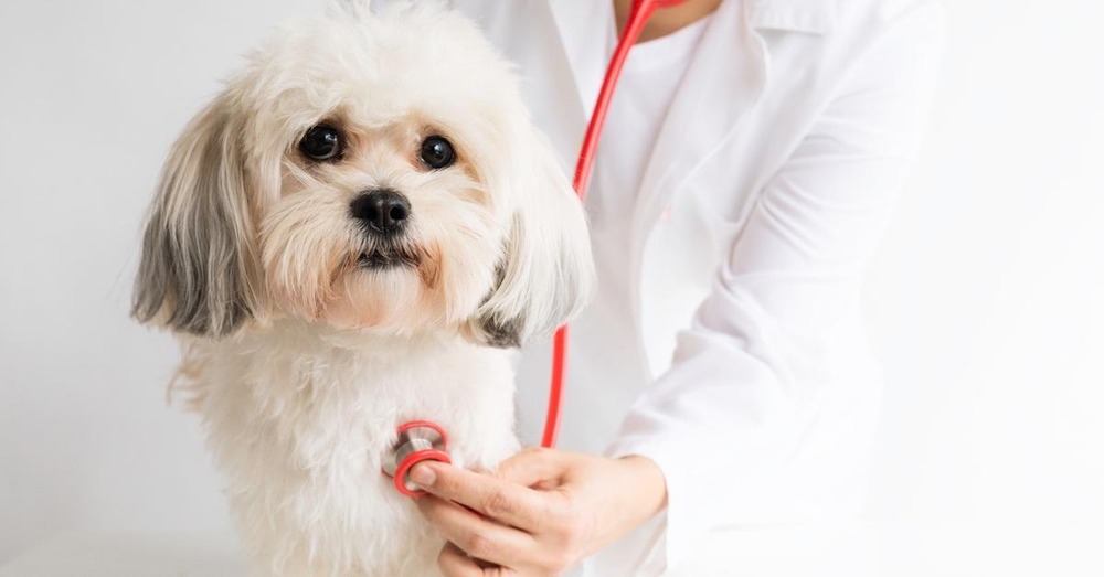 Dog outdoors near waterbirds