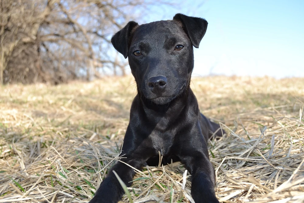 Patterdale Terrier standing outdoors