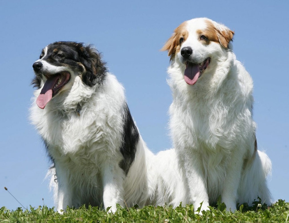 Tornjak standing outdoors with thick coat