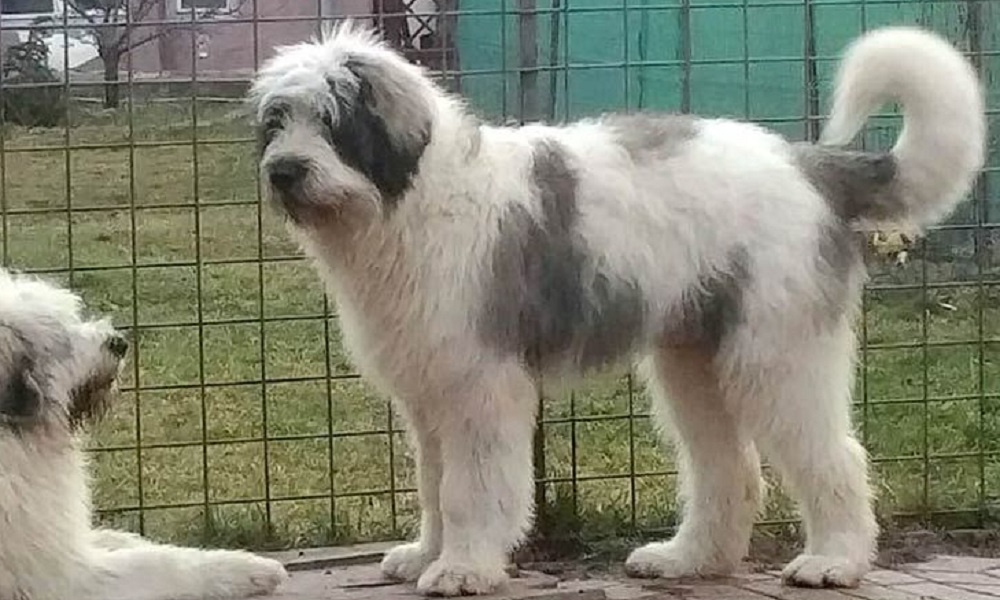 Romanian Mioritic Shepherd Dog outdoors in daylight