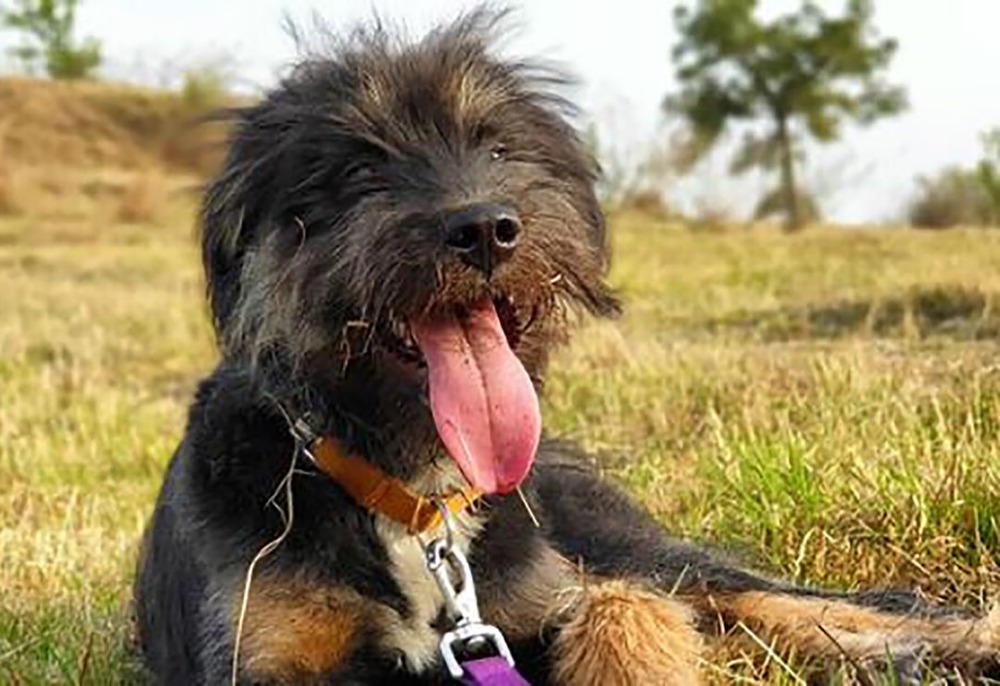 Tibetan Kyi Apso sitting in a natural setting