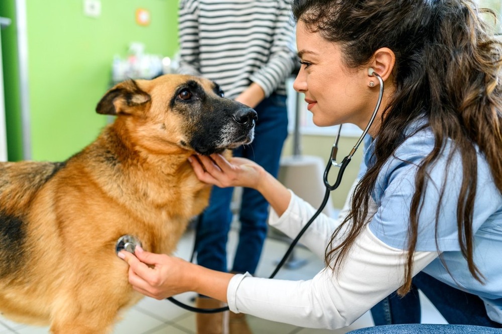 Veterinarian examining a dog