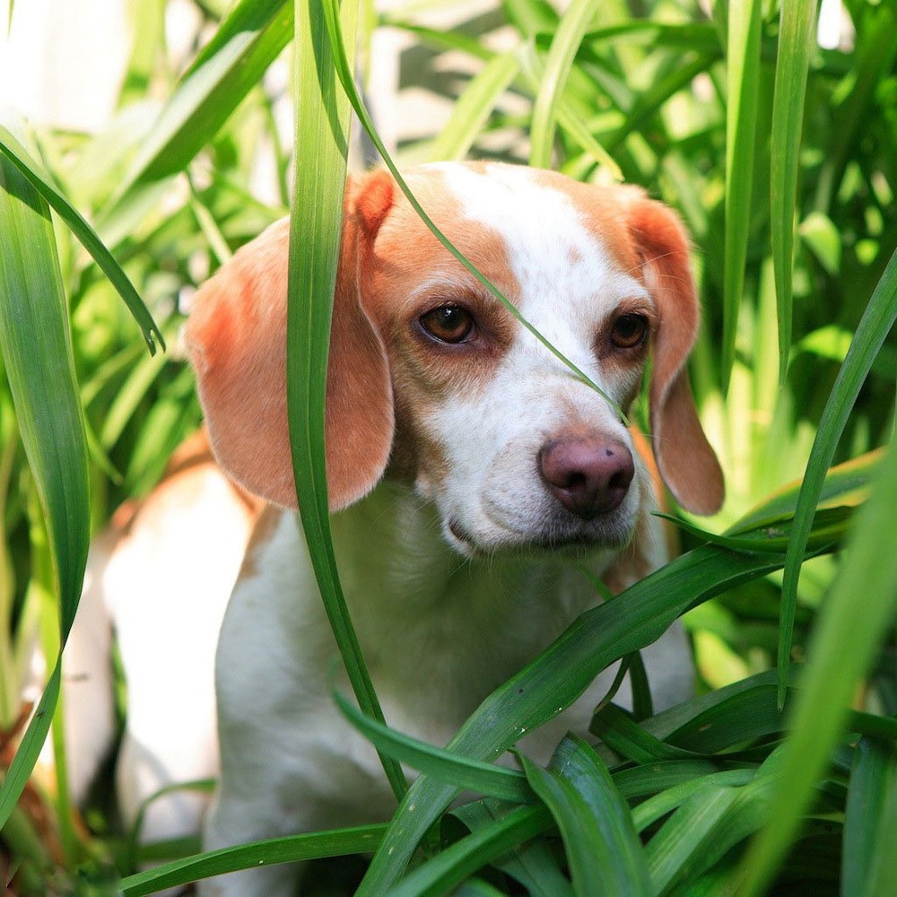 Anglo-Français de Petite Vénerie side profile