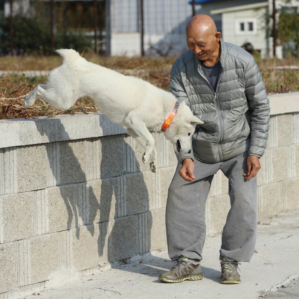 Donggyeongi dog standing outdoors