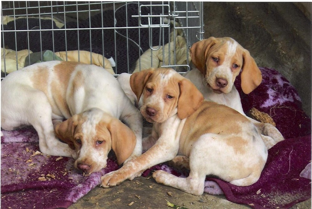 Ariège Pointer side profile with short coat