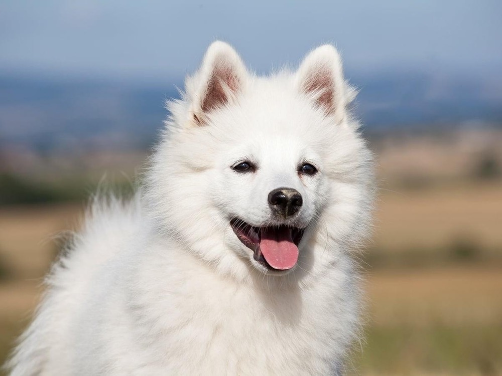 German Spitz outdoors ready to move