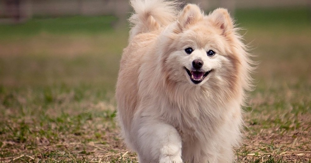 Dog resting while unwell