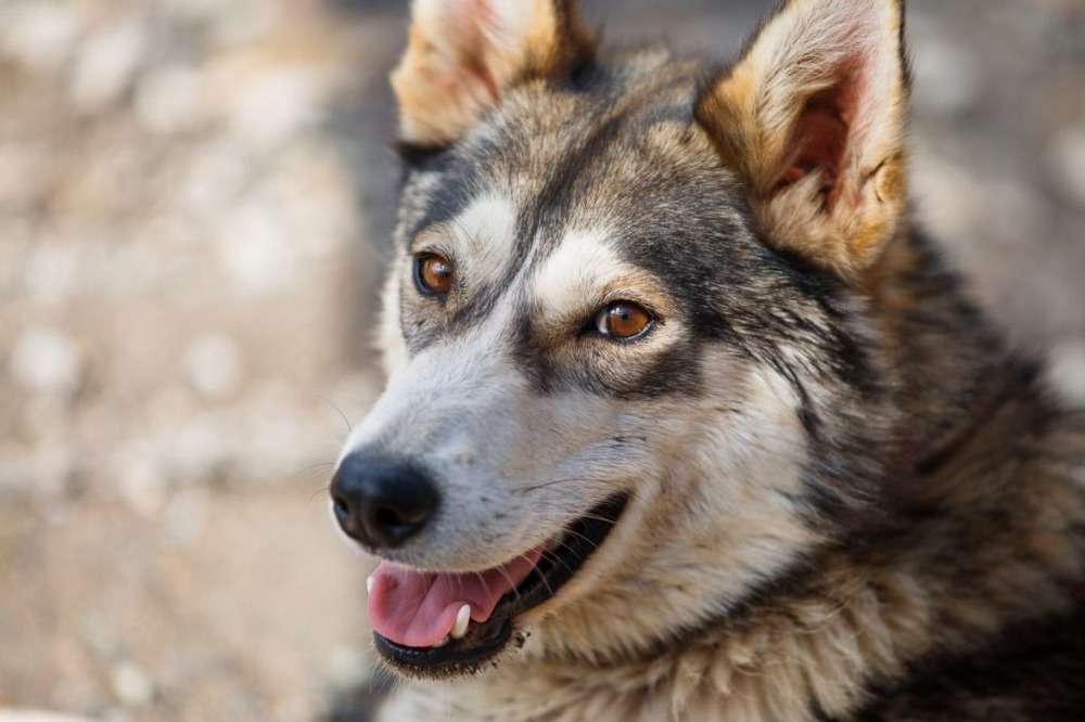 Alaskan Husky sitting in snow-like background