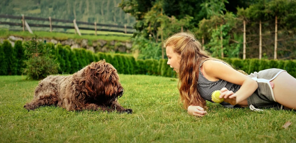 Pudelpointer wearing a collar outdoors