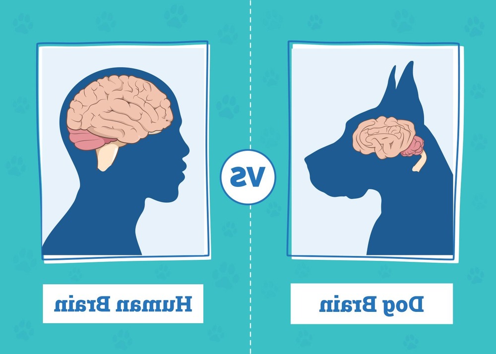 Dog resting quietly at home