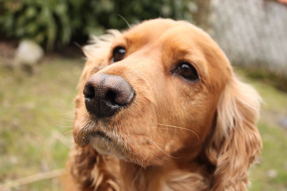 English Cocker Spaniel head and ears close up