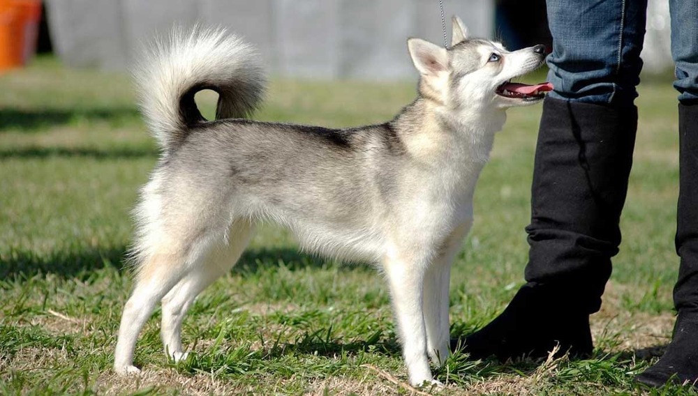 Alaskan Klee Kai looking alert in a garden