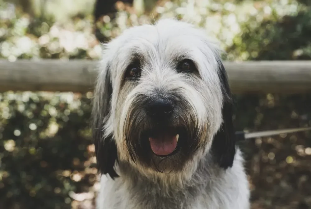 Polish Lowland Sheepdog standing in a field