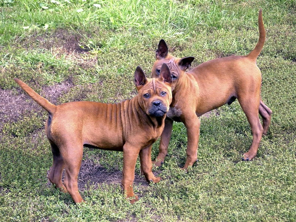 Chongqing Dog resting indoors
