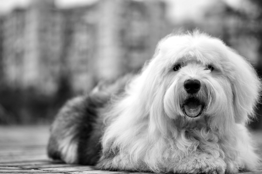 Old English Sheepdog standing outdoors with a shaggy coat