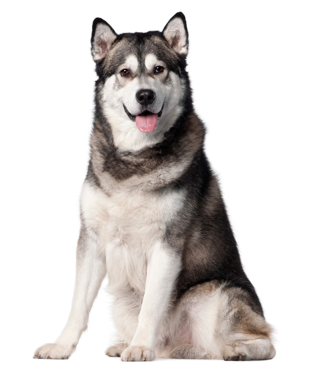 Alaskan Malamute standing outdoors