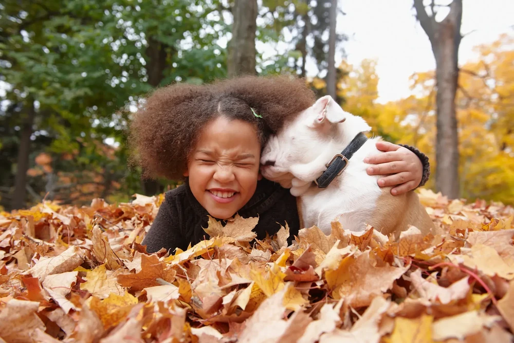 White dog resting and watching attentively