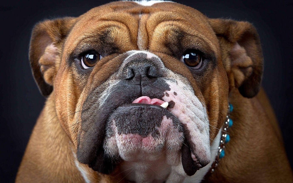 English Bulldog standing outdoors