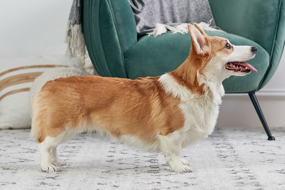 Pembroke Welsh Corgi moving at a brisk pace