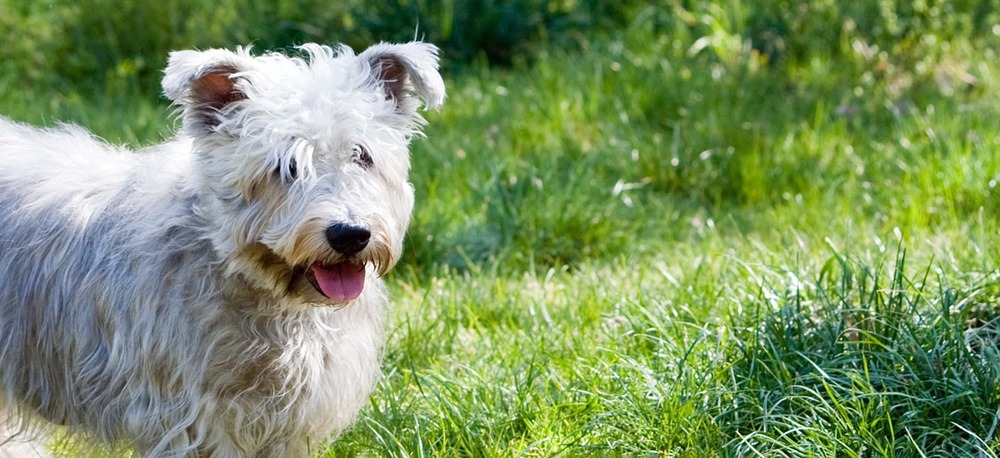 Glen of Imaal Terrier standing outdoors