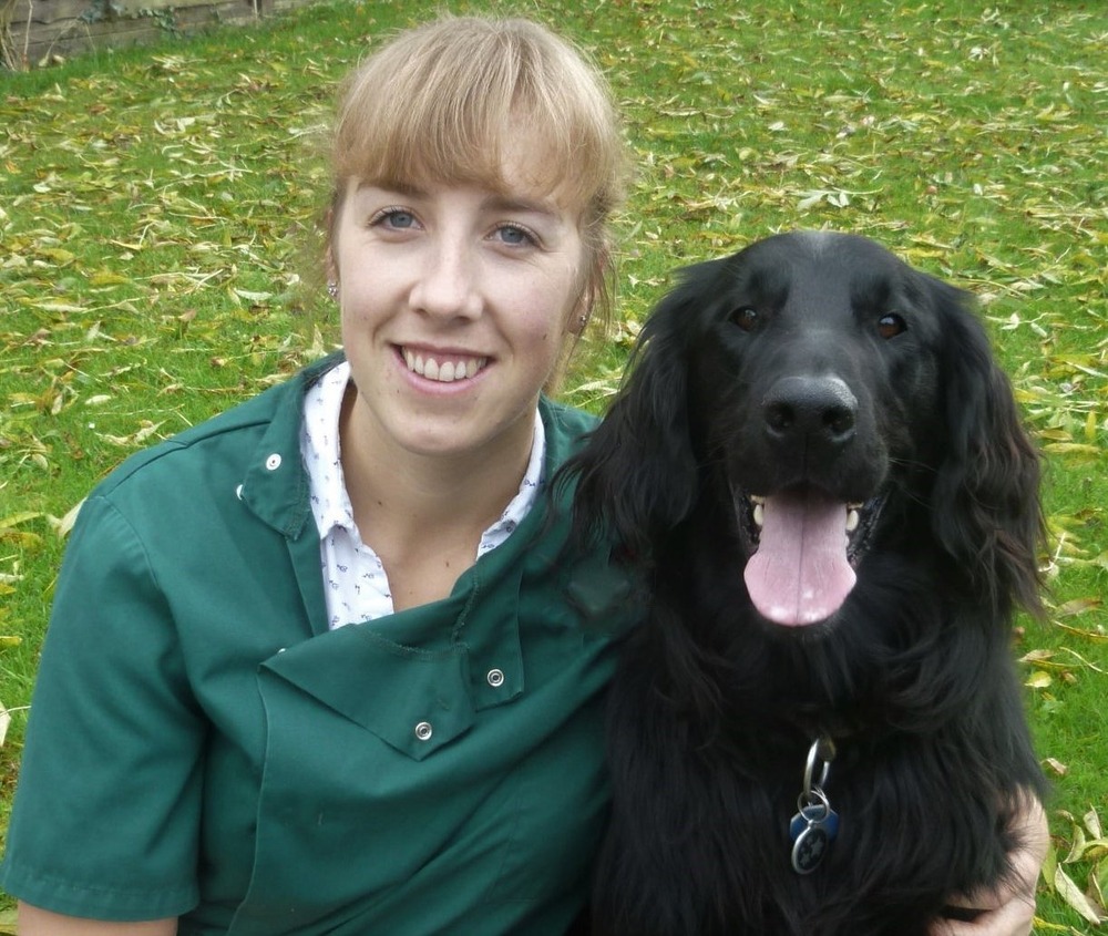 Belgian Malinois face with alert expression