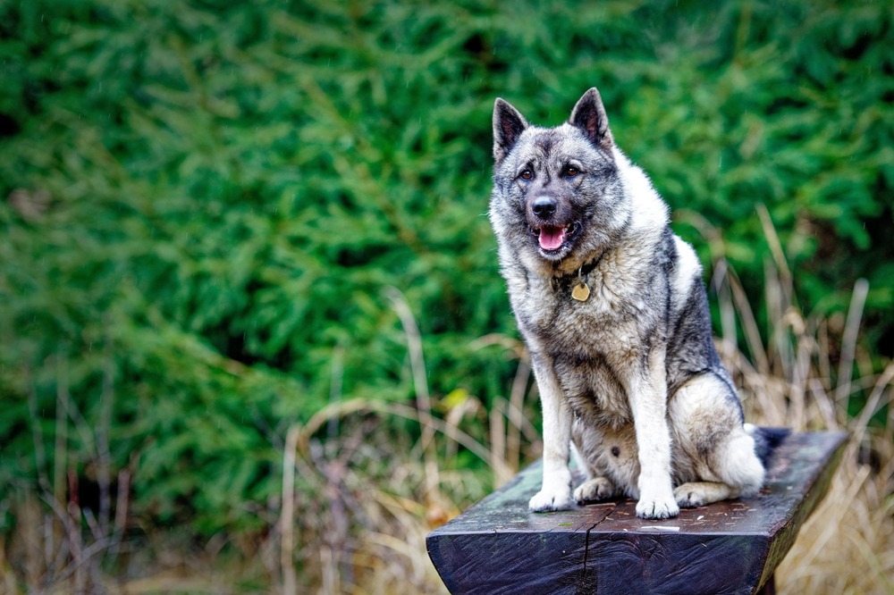 Norwegian Elkhound walking on a lead