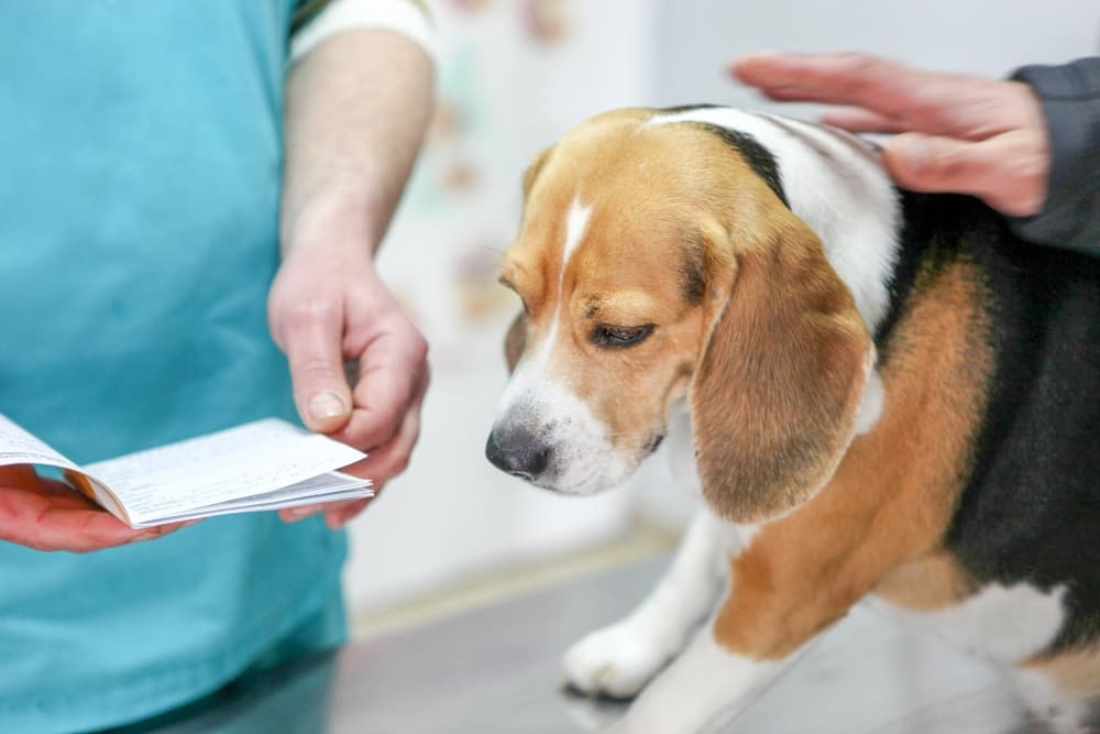 Dog resting quietly while unwell