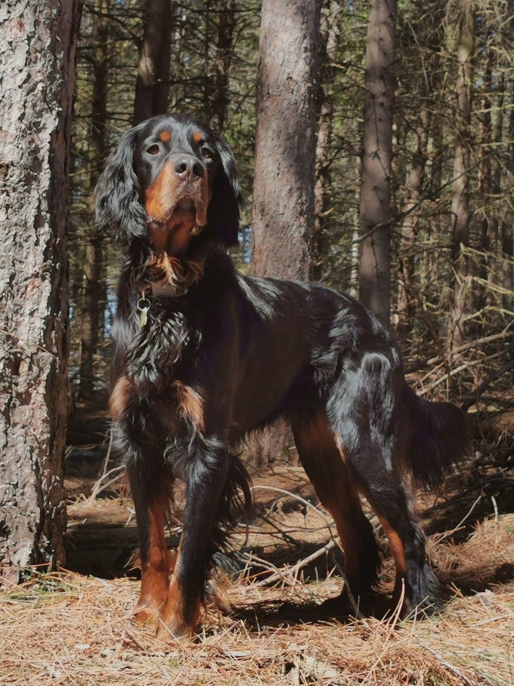 Gordon Setter coat detail with feathering