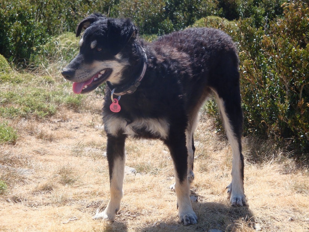 Can de Chira sitting alertly