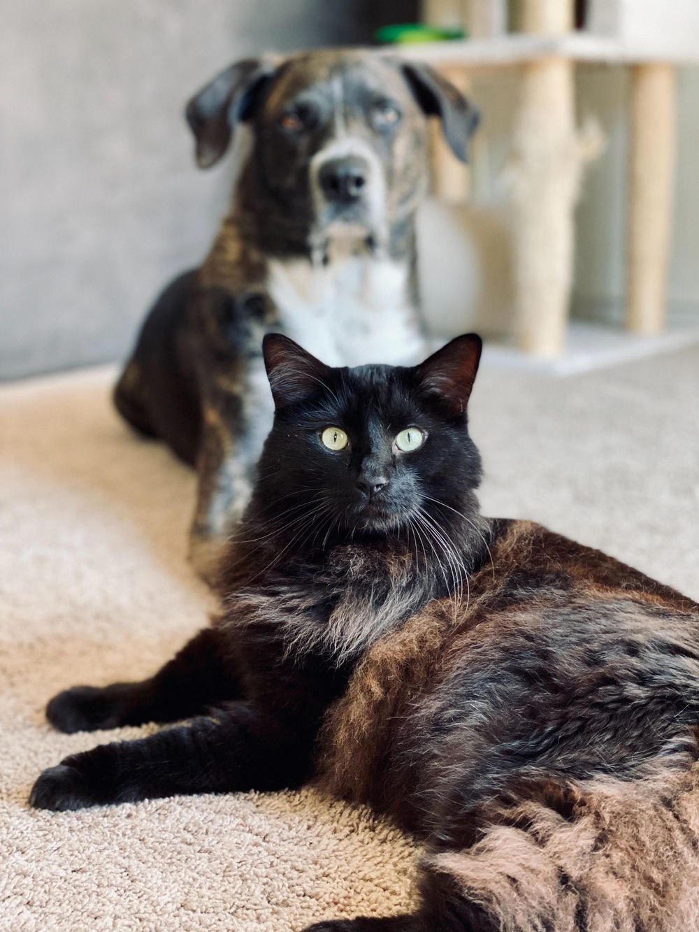 Dog resting calmly at home