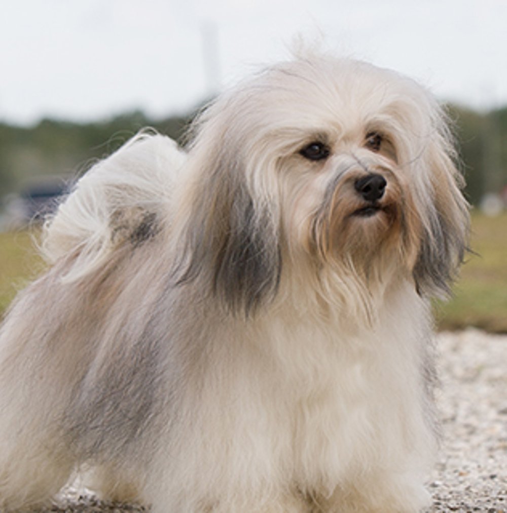 Havanese portrait with wavy coat