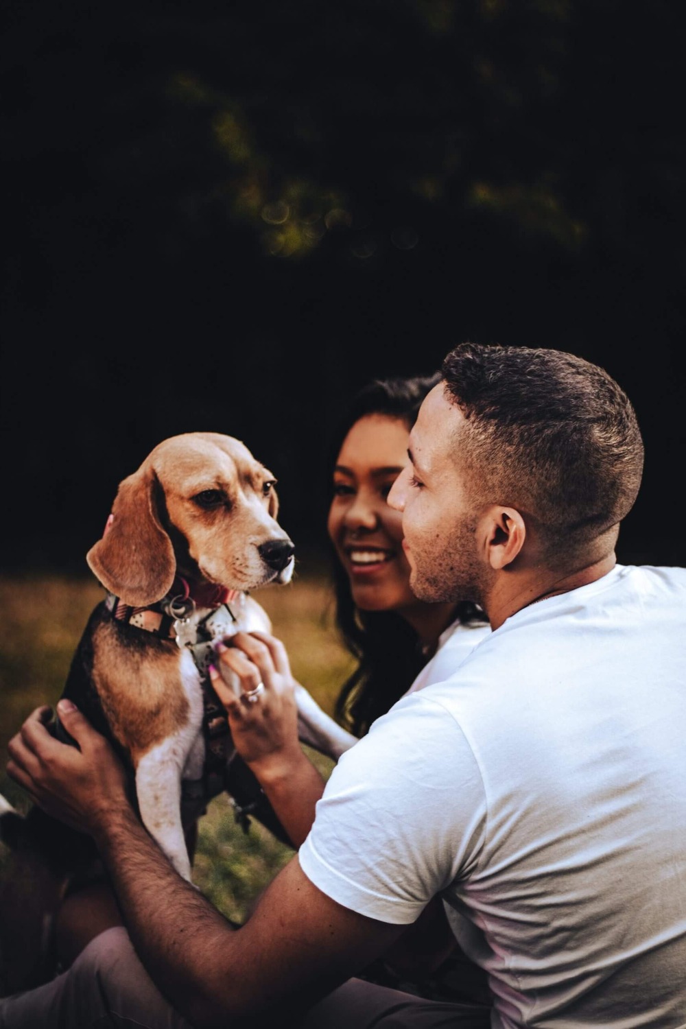 Scent hound in profile