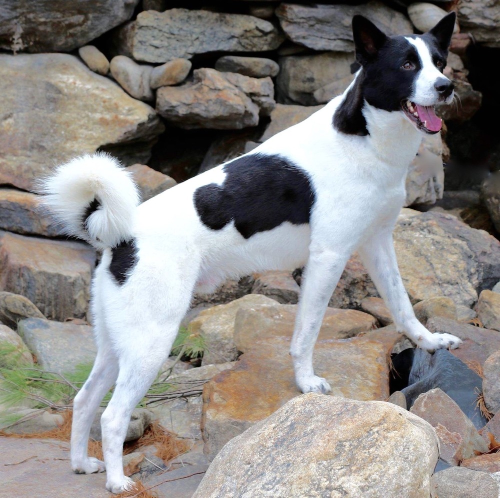Canaan Dog portrait with erect ears